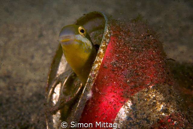 Blenny In Coke Can by Simon Mittag 
