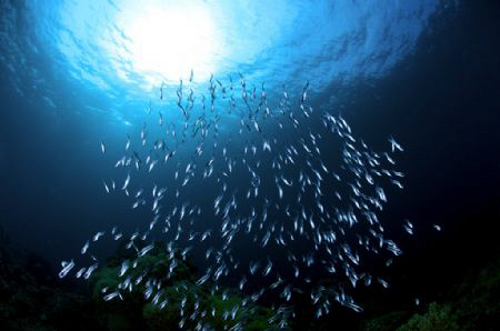 A school of Juvenile Convict Blennies on a reef at Apo Is... by Steve De Neef 