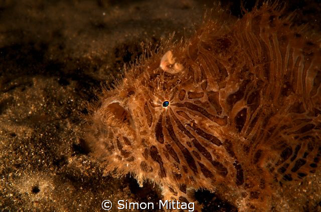 Striped Anglerfish by Simon Mittag 