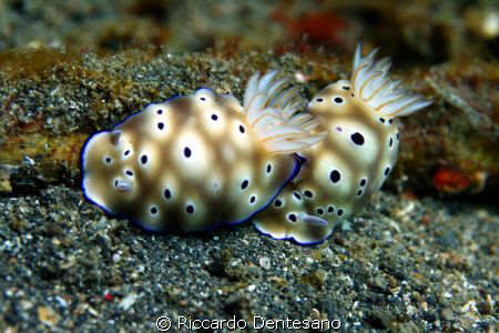 Risbecia Tryoni.
Pics taken in Lembeh, Indonesia. by Riccardo Dentesano 