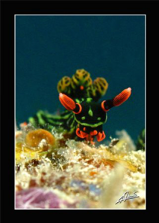 nudi, nudi, NUDI!!! by Adriano Trapani 
