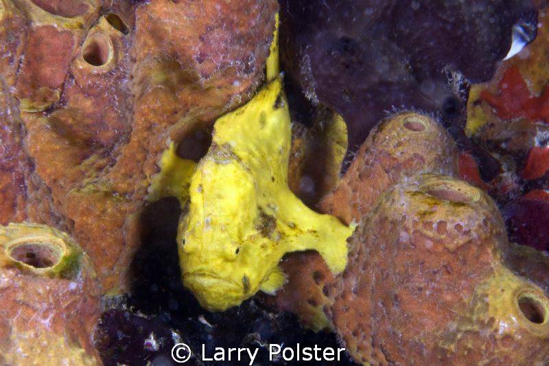 more frogs under the pier, D300-60mm by Larry Polster 
