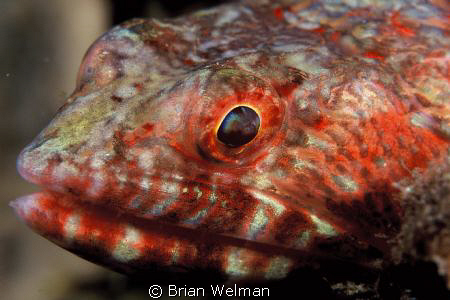 Lizard Fish Face Portrait by Brian Welman 