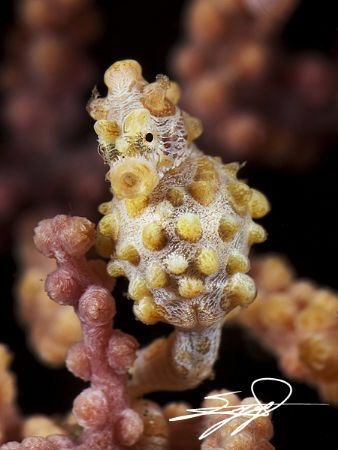 Pregnant Yellow Pigmi Seahorse. by Nicholas Samaras 