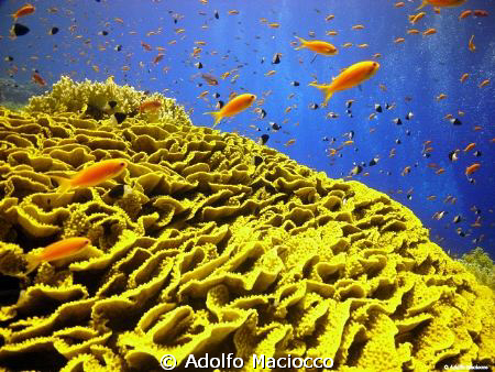 Turbinaria renifornis,
Jackson reef coral garden. by Adolfo Maciocco 