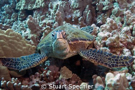 Close encounter with a skeptical turtle, big island of Ha... by Stuart Spechler 