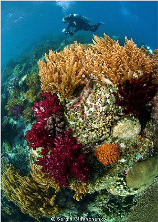 Raja Ampat by Sergiy Glushchenko 