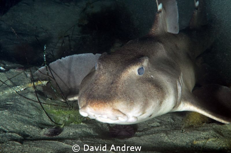 Horn Shark (Heterodontus francisci) at La Jolla Shores. by David Andrew 
