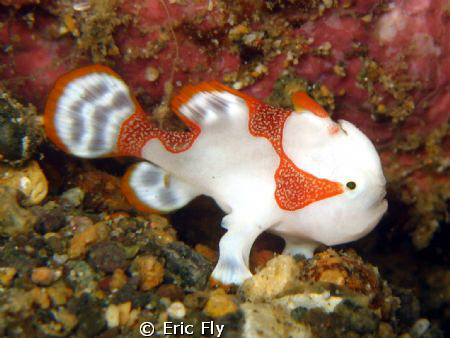 Tiny clown froggie at Basura by Eric Fly 