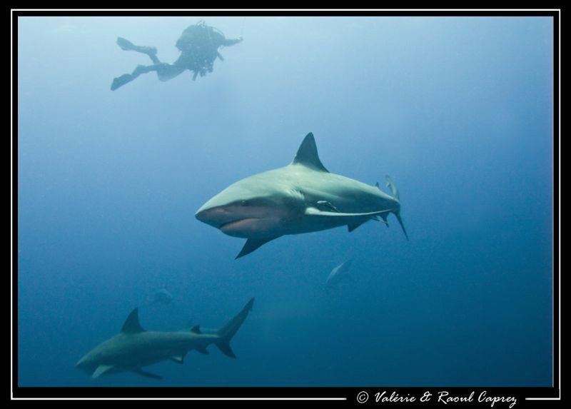 The question is : how can I reach my buddy ? :-) by Raoul Caprez 