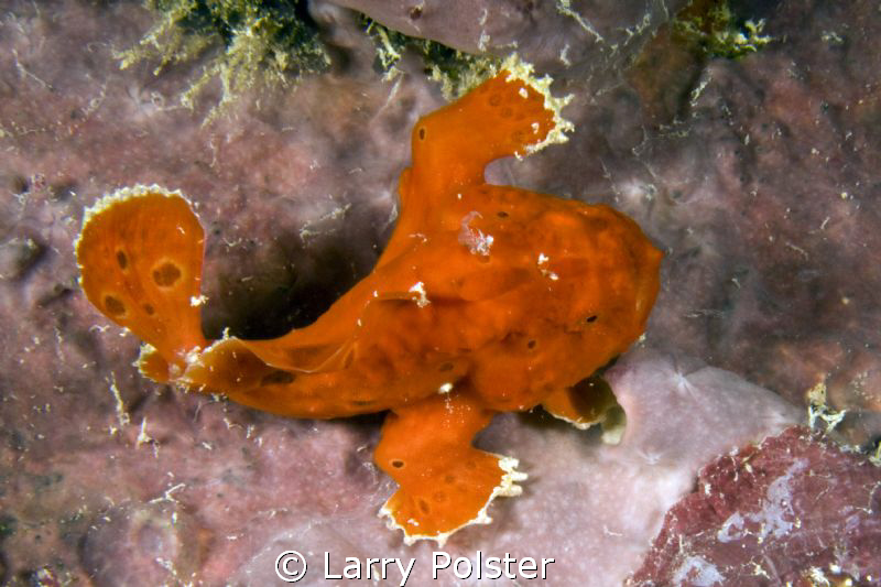 The frogs of St. Croix are 2 to 3 inches in length, this ... by Larry Polster 