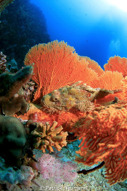 Scorpionfish in Seafan by Patrick Neumann 