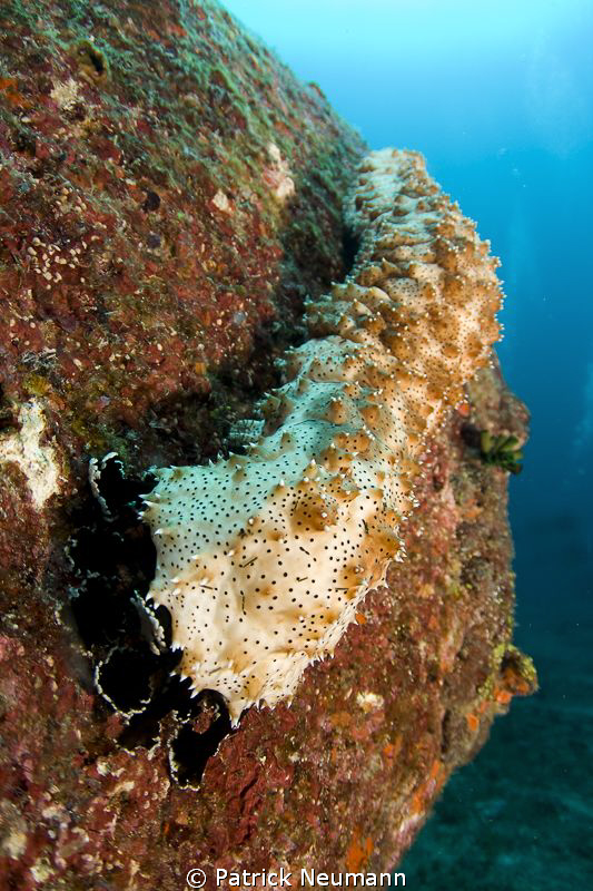 sea cucumber by Patrick Neumann 