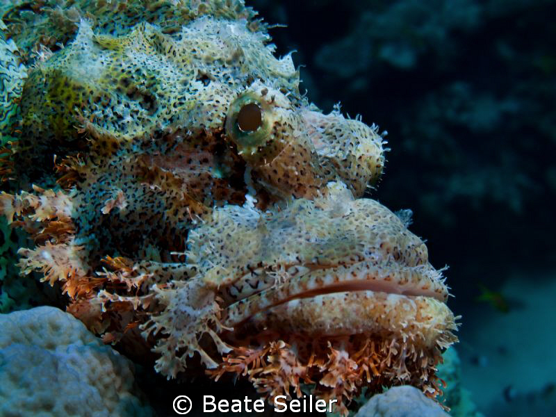 Scorpionfish found at El Quadim , taken with Canon G10 by Beate Seiler 