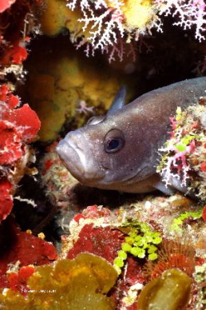Soap Fish. We dont see them often around here. Roatan,Bay... by Shawn Jackson 