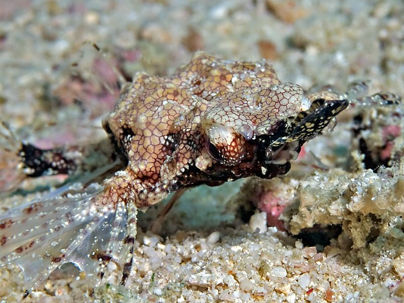 "Pegasus Sea Moth"
from my recent Kasai Village stay at ... by Henry Jager 