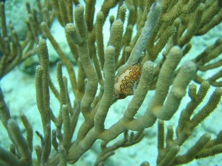 Curacao, Canon S400 by Eugene Tkachenko 