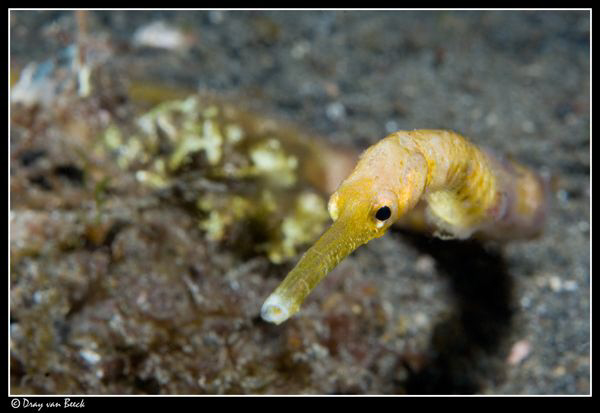 Pipefish by Dray Van Beeck 