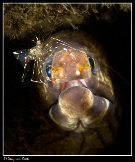 Facial... by Dray Van Beeck 