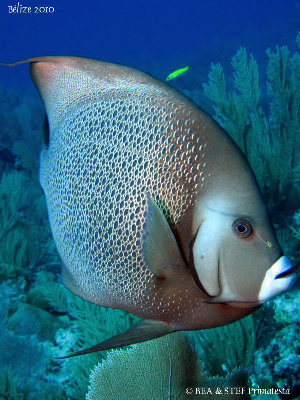 Gray angelfish. Canon Ixus 980 & Inon D2000. by Bea & Stef Primatesta 