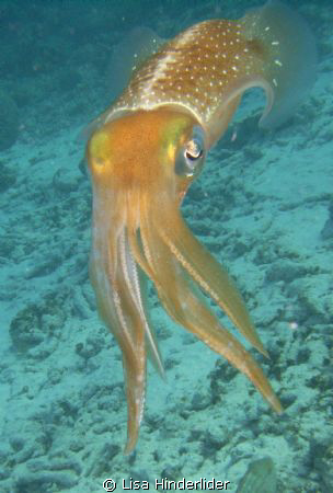 Ever curious reef squid, jewels of the sea. by Lisa Hinderlider 