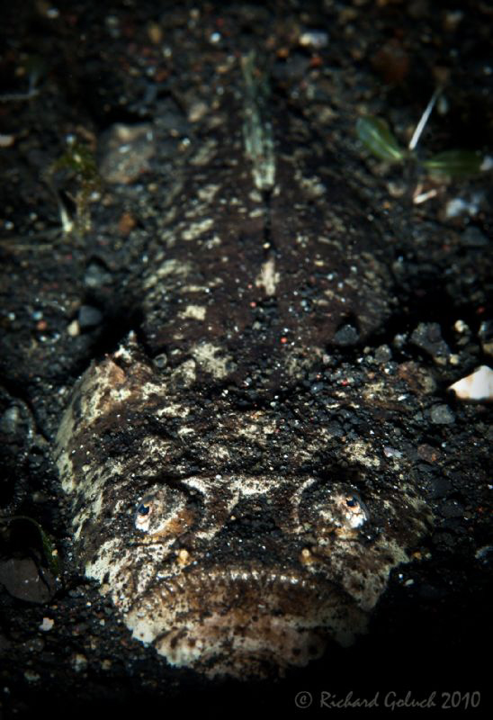 "Waiting for supper"-Stargazer found in  Lembeh by Richard Goluch 