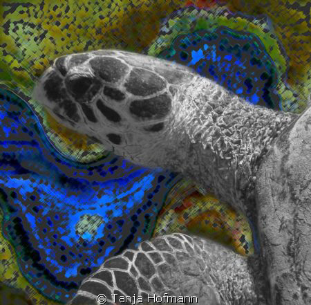 Turtle snapped in Marsa Alam, with manipulated giant clam... by Tanja Hofmann 