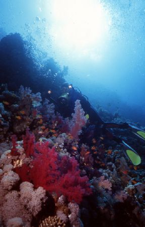 Ras Mohamed,Nikonos V 15mm Lens ,and my beuatiful wife as... by Tunc Yavuzdogan 