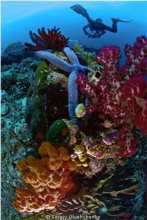 Diving in Raja Ampat by Sergiy Glushchenko 