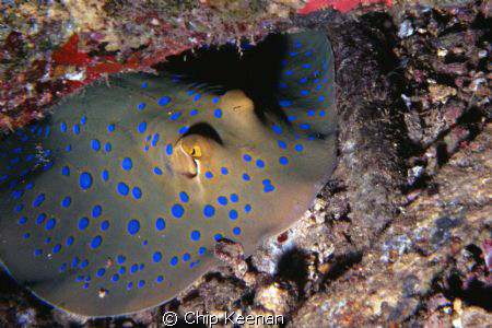 Caught this ray at ~90' while diving a wreck. She stayed ... by Chip Keenan 