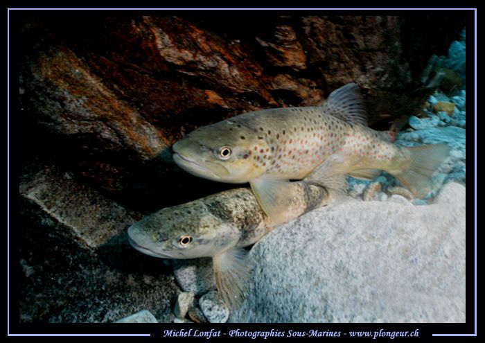 Trouts having a rest - in the strong currents of the Verz... by Michel Lonfat 