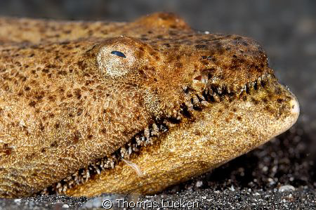 found in Lembeh; D200 by Thomas Lueken 
