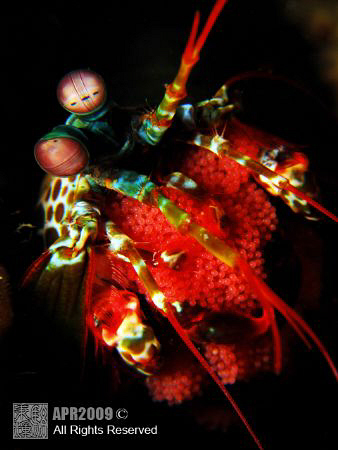 This photo taken at my last year dive trip to Pulau Weh, ... by Alex Lok 