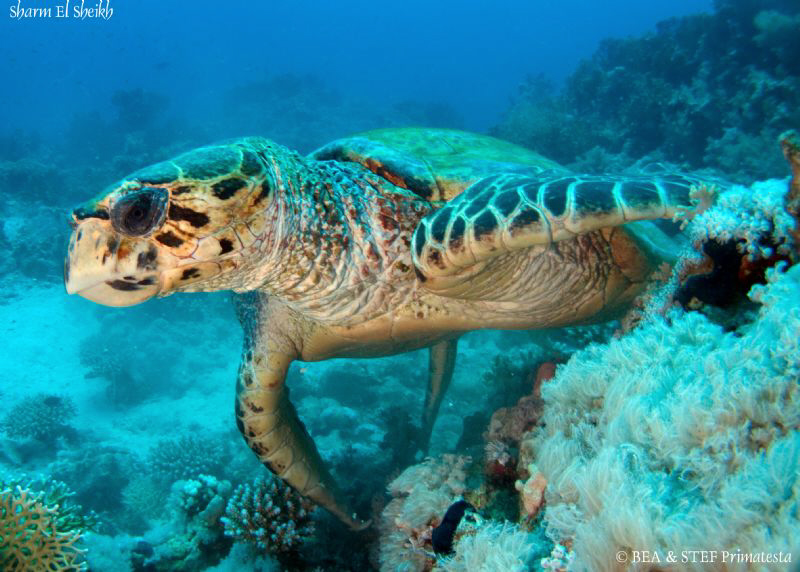 Turtle. Canon G10, W20 Ikelite & Inon D2000. by Bea & Stef Primatesta 