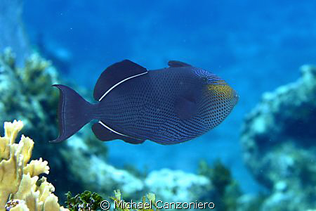 Caribbean Black Durgon by Michael Canzoniero 