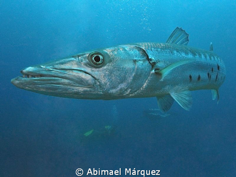 Barracuda by Abimael Márquez 