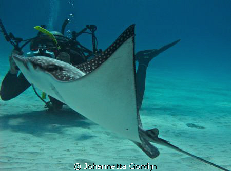 spotted eagle ray by Johannetta Gordijn 