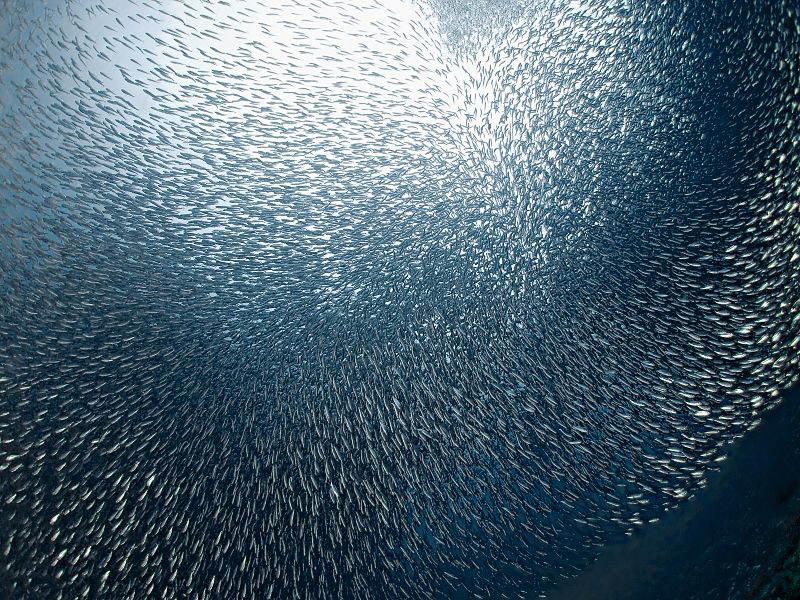 "Sardines' Firework"

From the Kasai village famous div... by Henry Jager 