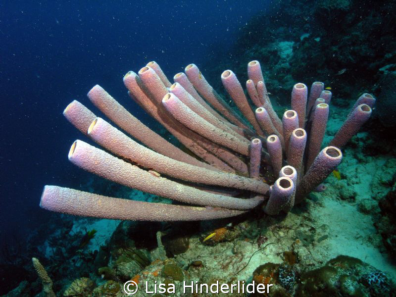 Pretty Purple Pipes... by Lisa Hinderlider 