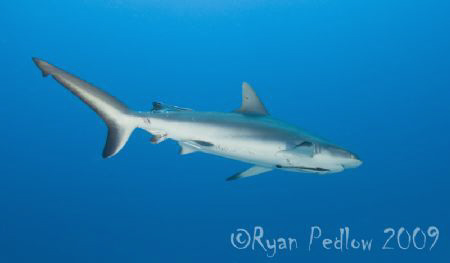 Grey Whaler by Ryan Pedlow 