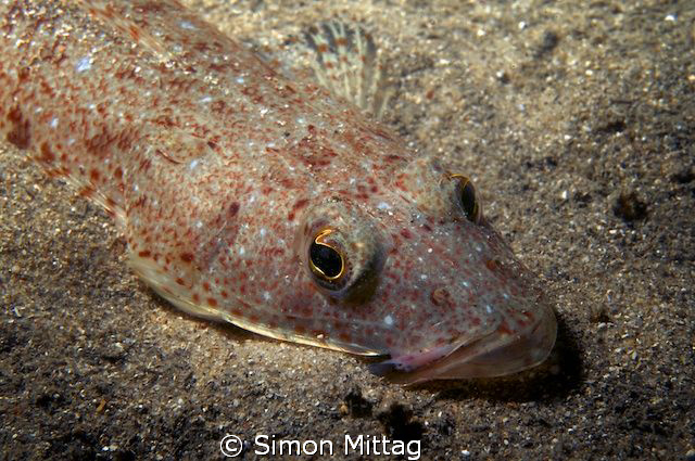 Tiger Flathead by Simon Mittag 