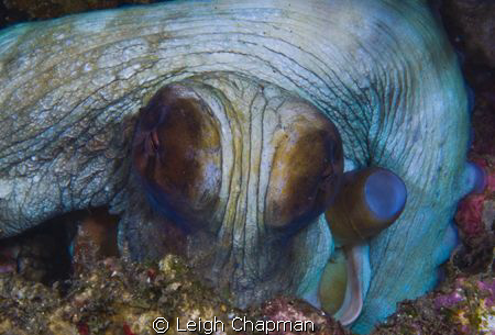 Octopus. Got the shot just before he could go camo. Nikon... by Leigh Chapman 