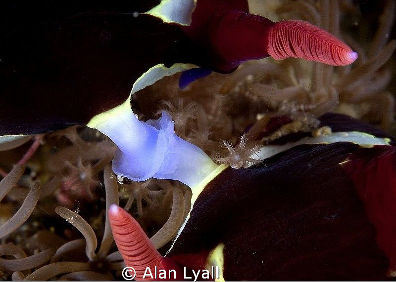 Nembrotha Chamberlaini - mating by Alan Lyall 