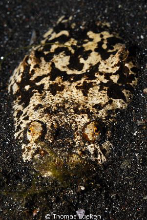 found in Lembeh; D200 by Thomas Lueken 
