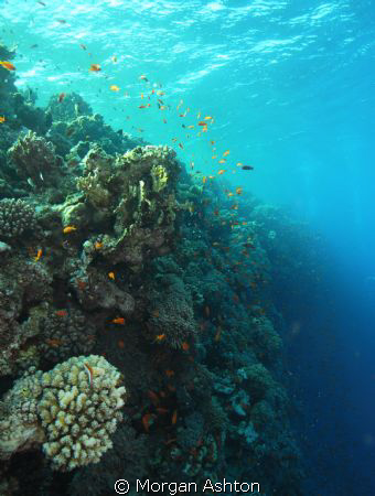 Sunlight on Elphinstone Reef by Morgan Ashton 