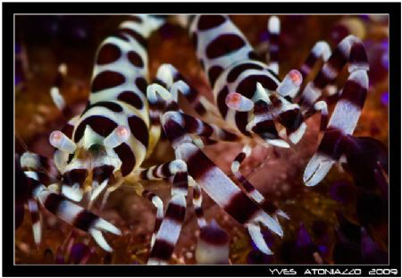 Classic Colman shrimps couple for me today   D200/105 VR by Yves Antoniazzo 