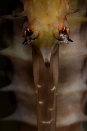 Thorny Seahorse portret. Taken with Nikon D300, 105mm and... by Steve De Neef 