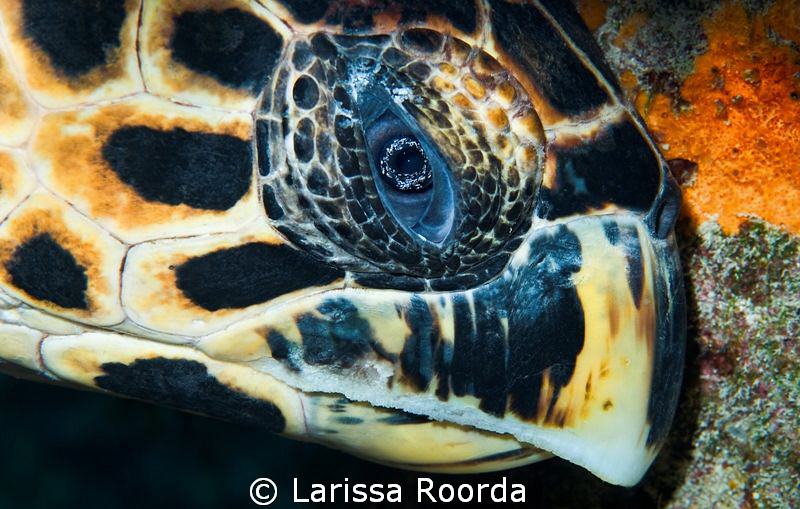 Turtle hiding. by Larissa Roorda 