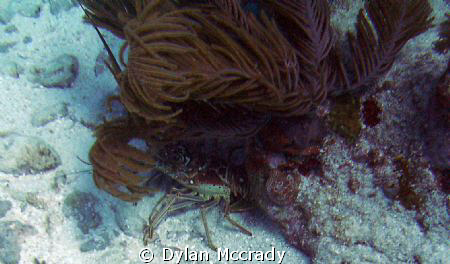A lobster hiding in key largo by Dylan Mccrady 