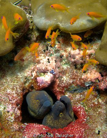 Thinking about it!! Twin morays contemplate grabbing a li... by Michael Gallagher 